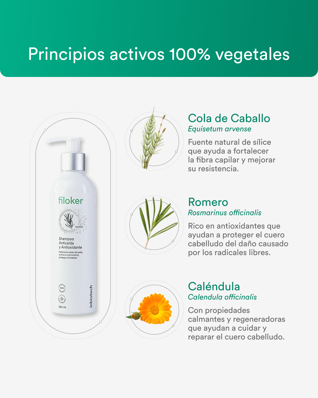 Inbiotech Filoker Shampoo Anticaída 250 ml — Fortalece Desde la Raíz — DermaPharma